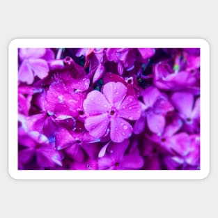 Purple Flower Sticker